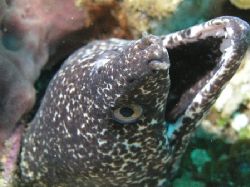 Spotted Moray Eel, Utila. by Anja Garrido Barnet 
